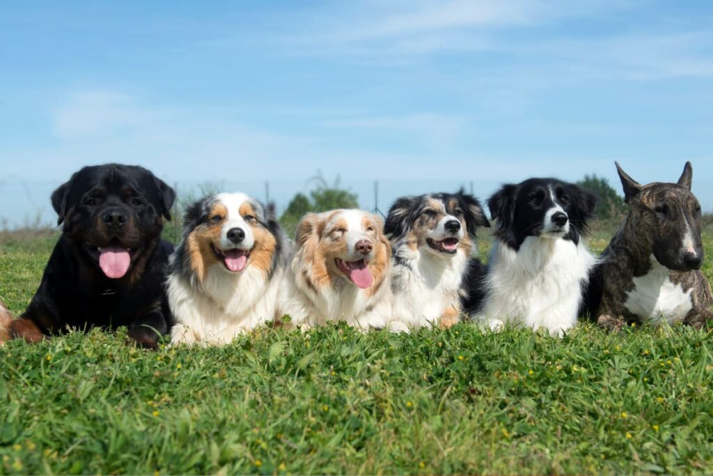 Rottweiler, Australian Shepherd, Border Collie, Bull Terrier and two other breeds are laying down in a green grass at Walmart.