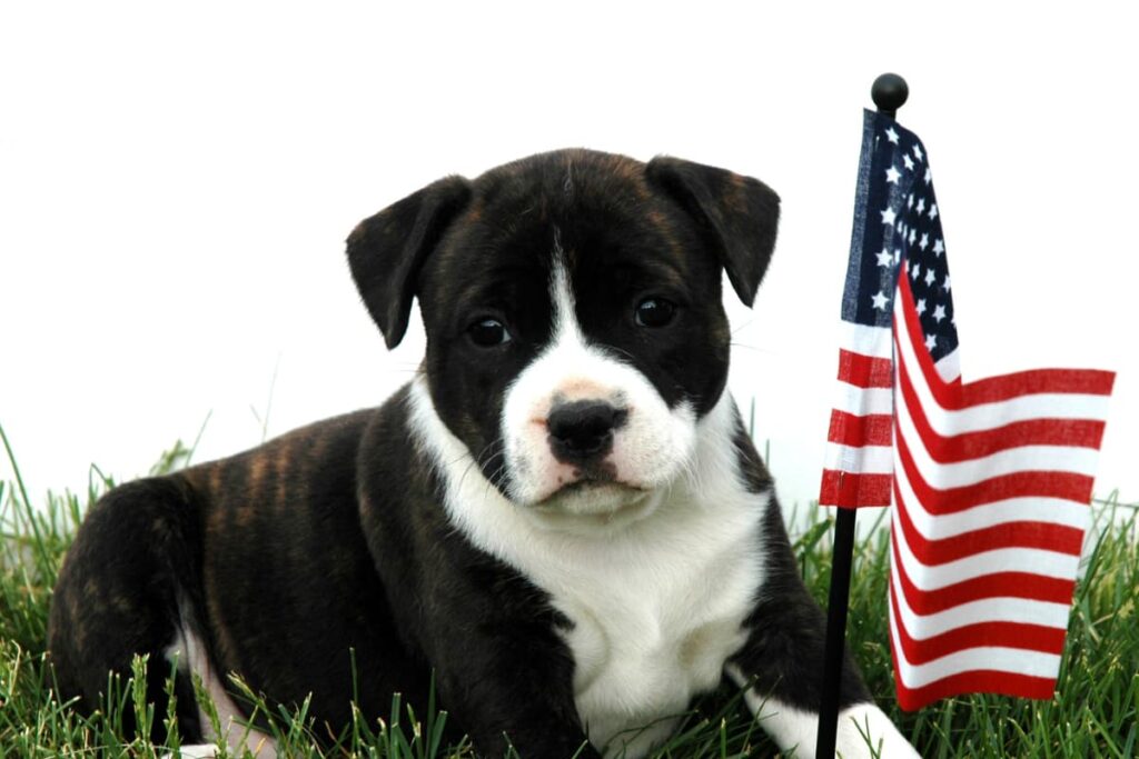 Chick Fil A Pup Cup sat on the green grass by holding American Flag by his hand. 
