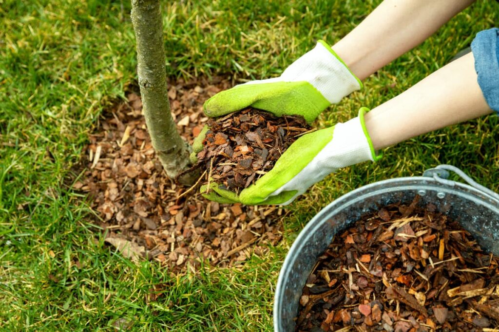 Lowe's mulch is in a bucket and a person with green gloves putting mulch to the plant in the garden.