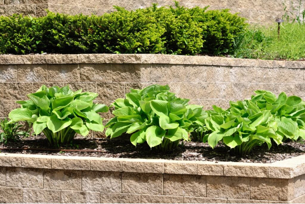 Lowe's Retaining Wall has been built in a yard and the yard has many little tiny green plants which are very beautiful.