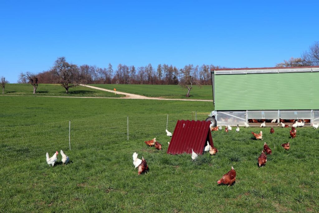 Chick Fil A Get Their Chicken at the local farms. In a green grass there are some red cock/Hen and some white hen/cock are eating. There are 2 sheds for the hens to live, one is red color and another is in green color.