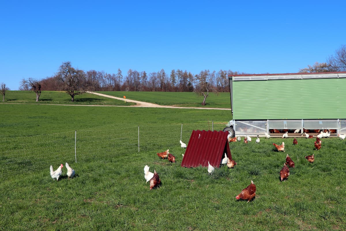 Where Does Chick Fil A Get Their Chicken? (Local Farm, Freerange, Cage