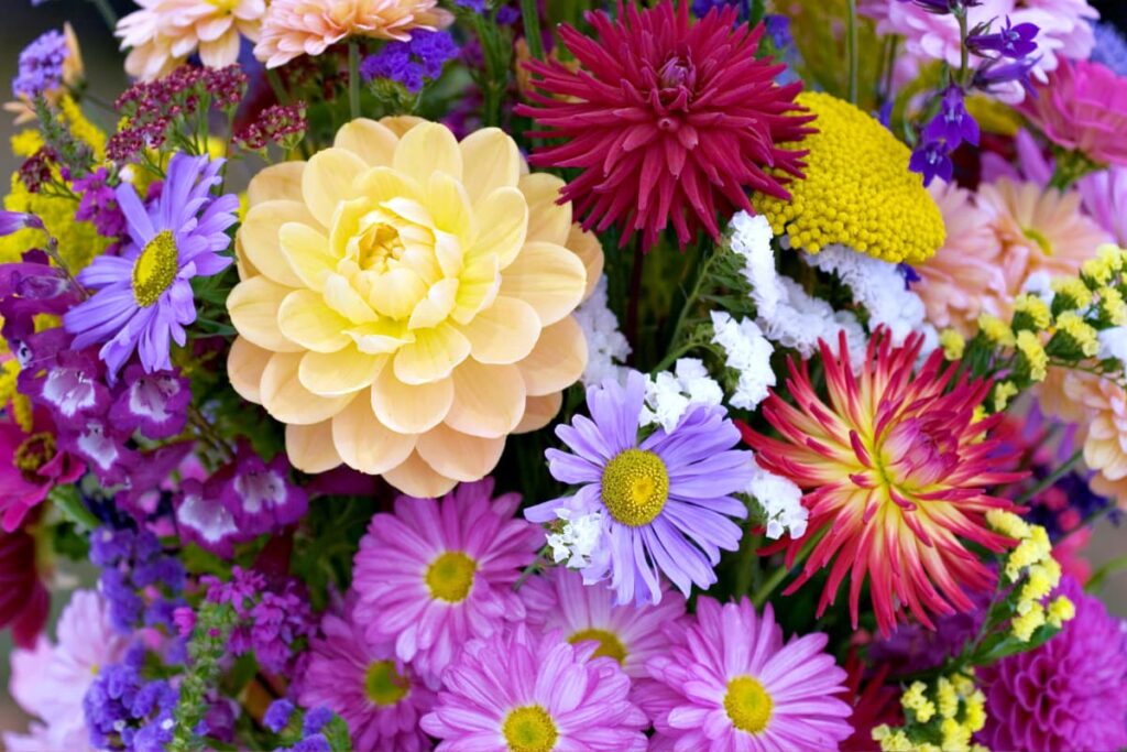 Flowers At Publix contains different types like roses, lilies, Marie gold, Dahlia pinnate, Chrysanthemum and Dahlia.