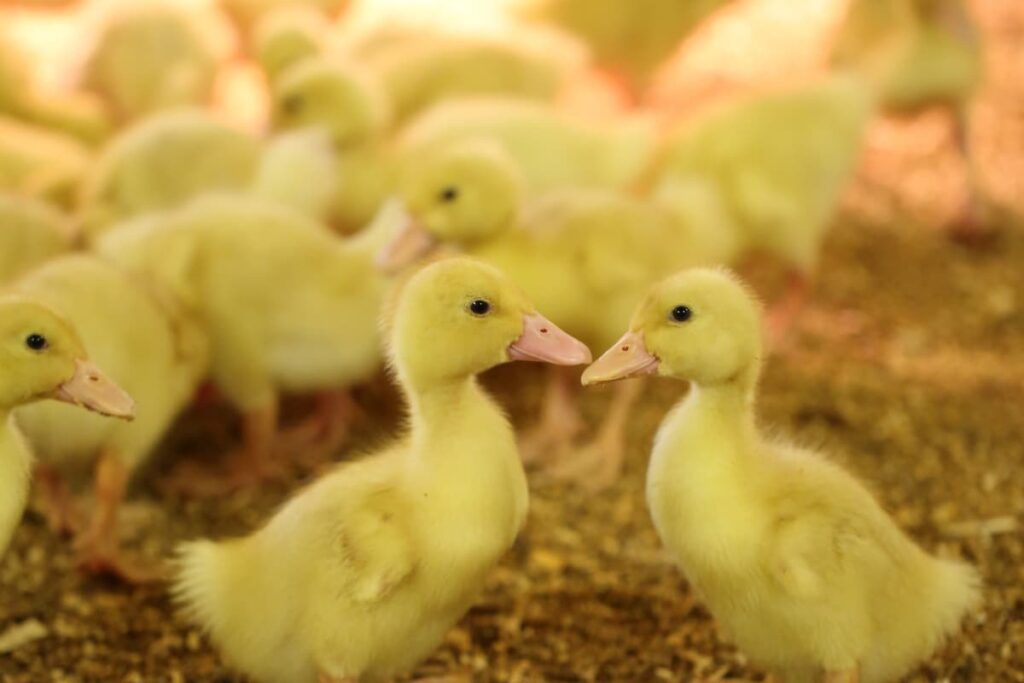 When Does Tractor Supply Sell Ducks? (Time, Age, Types, Baby Ducks)