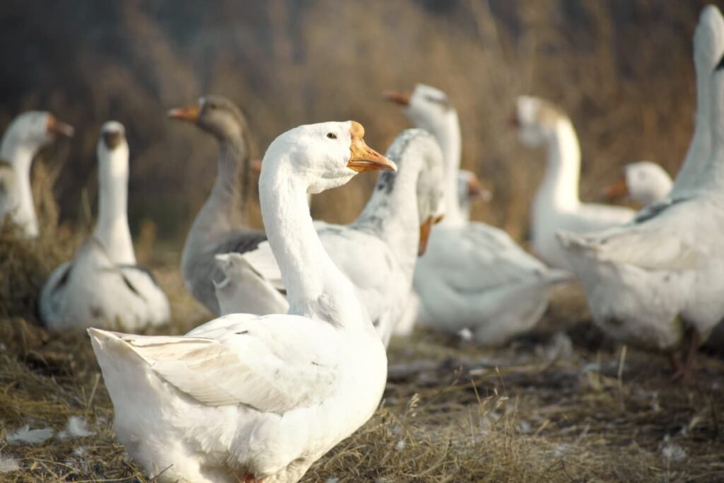 Does Tractor Supply Sell Ducks? (How To Buy, Time, Cost, Types)
