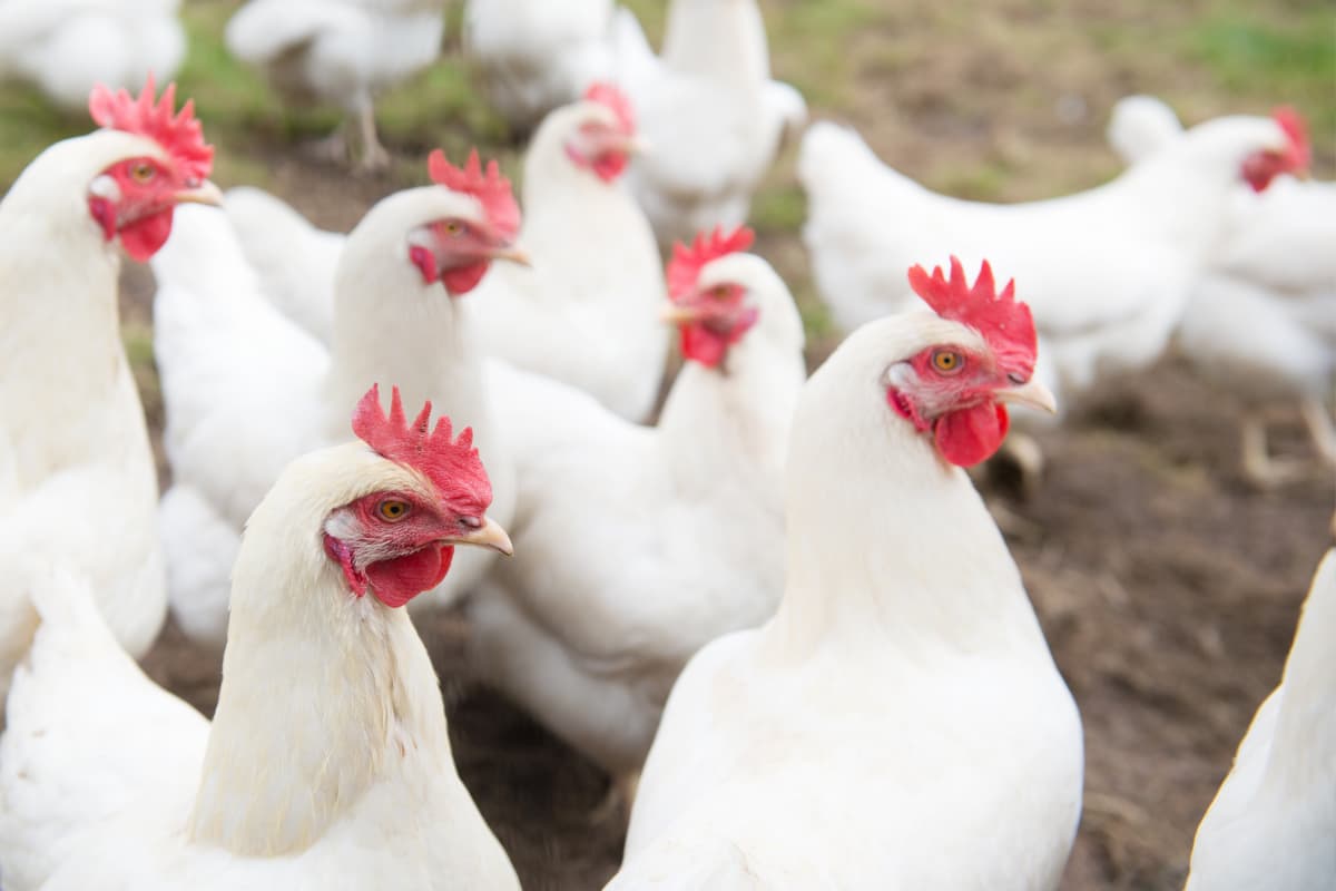Does Tractor Supply Sell Chickens Time Types Cost 